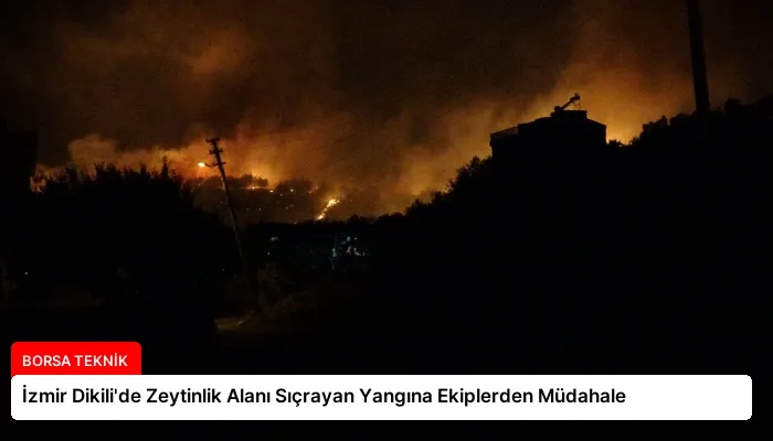 İzmir Dikili’de Zeytinlik Alanı Sıçrayan Yangına Ekiplerden Müdahale