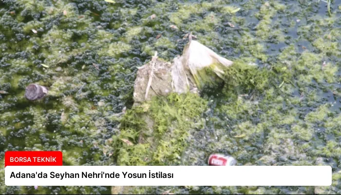 Adana’da Seyhan Nehri’nde Yosun İstilası