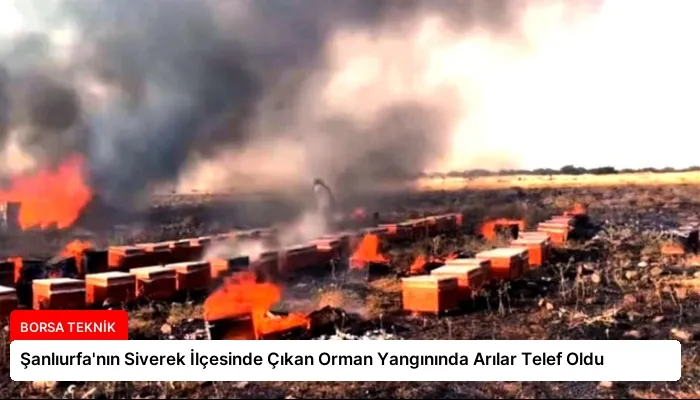 Şanlıurfa’nın Siverek İlçesinde Çıkan Orman Yangınında Arılar Telef Oldu