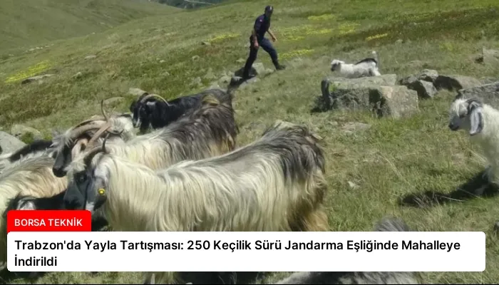 Trabzon’da Yayla Tartışması: 250 Keçilik Sürü Jandarma Eşliğinde Mahalleye İndirildi