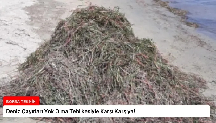 Deniz Çayırları Yok Olma Tehlikesiyle Karşı Karşıya!