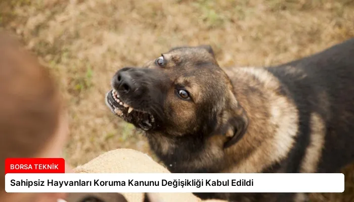 Sahipsiz Hayvanları Koruma Kanunu Değişikliği Kabul Edildi
