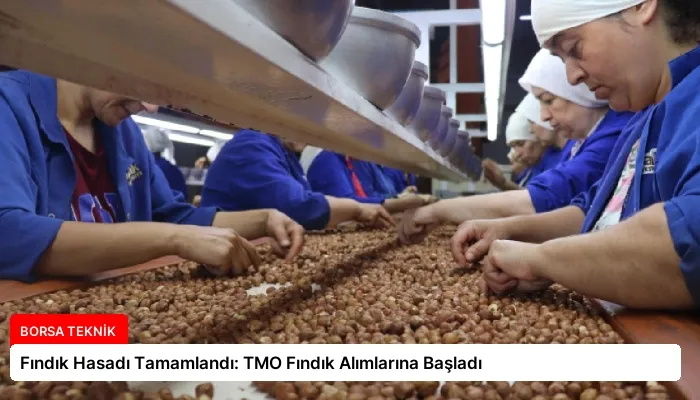 Fındık Hasadı Tamamlandı: TMO Fındık Alımlarına Başladı