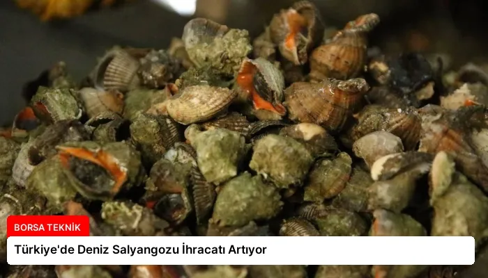 Türkiye’de Deniz Salyangozu İhracatı Artıyor