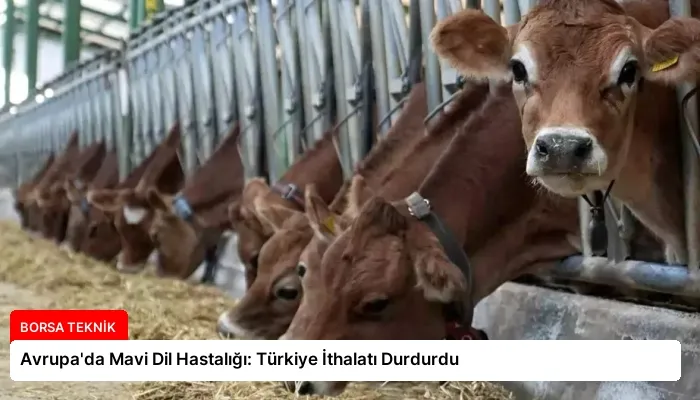 Avrupa’da Mavi Dil Hastalığı: Türkiye İthalatı Durdurdu