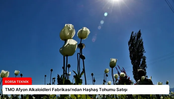 TMO Afyon Alkaloidleri Fabrikası’ndan Haşhaş Tohumu Satışı