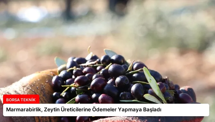 Marmarabirlik, Zeytin Üreticilerine Ödemeler Yapmaya Başladı