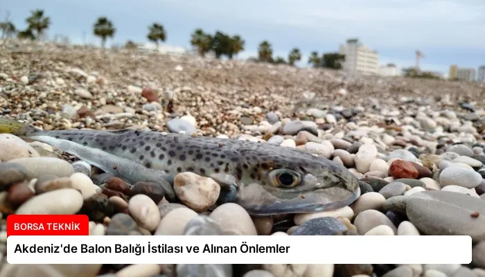 Akdeniz’de Balon Balığı İstilası ve Alınan Önlemler