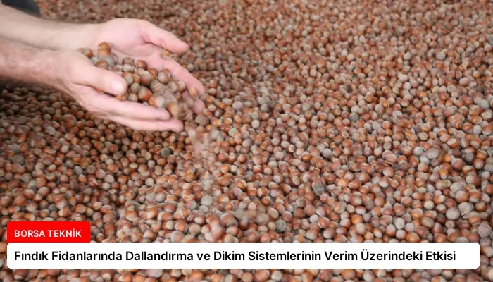 Fındık Fidanlarında Dallandırma ve Dikim Sistemlerinin Verim Üzerindeki Etkisi