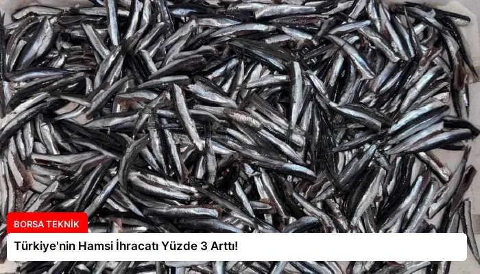 Türkiye’nin Hamsi İhracatı Yüzde 3 Arttı!