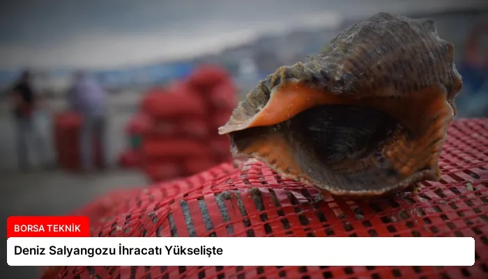 Deniz Salyangozu İhracatı Yükselişte