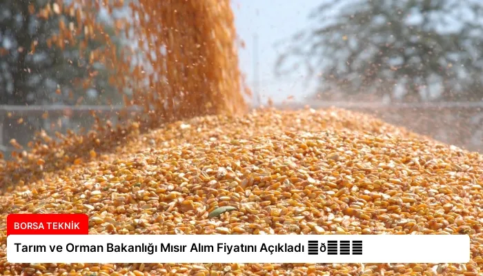Tarım ve Orman Bakanlığı Mısır Alım Fiyatını Açıkladı ⏬👇