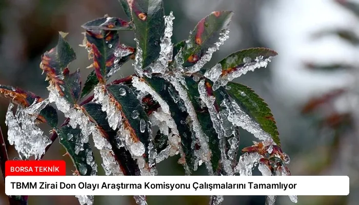 TBMM Zirai Don Olayı Araştırma Komisyonu Çalışmalarını Tamamlıyor