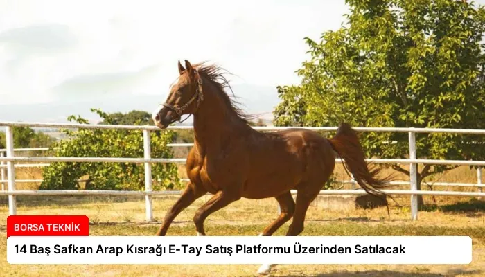 14 Baş Safkan Arap Kısrağı E-Tay Satış Platformu Üzerinden Satılacak