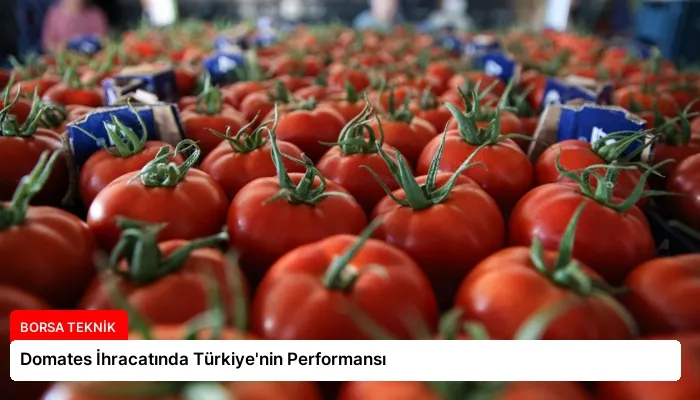 Domates İhracatında Türkiye’nin Performansı