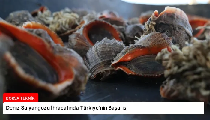 Deniz Salyangozu İhracatında Türkiye’nin Başarısı