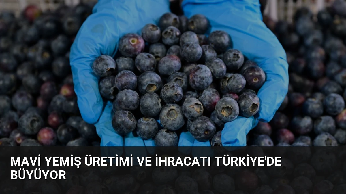 Mavi Yemiş Üretimi ve İhracatı Türkiye’de Büyüyor