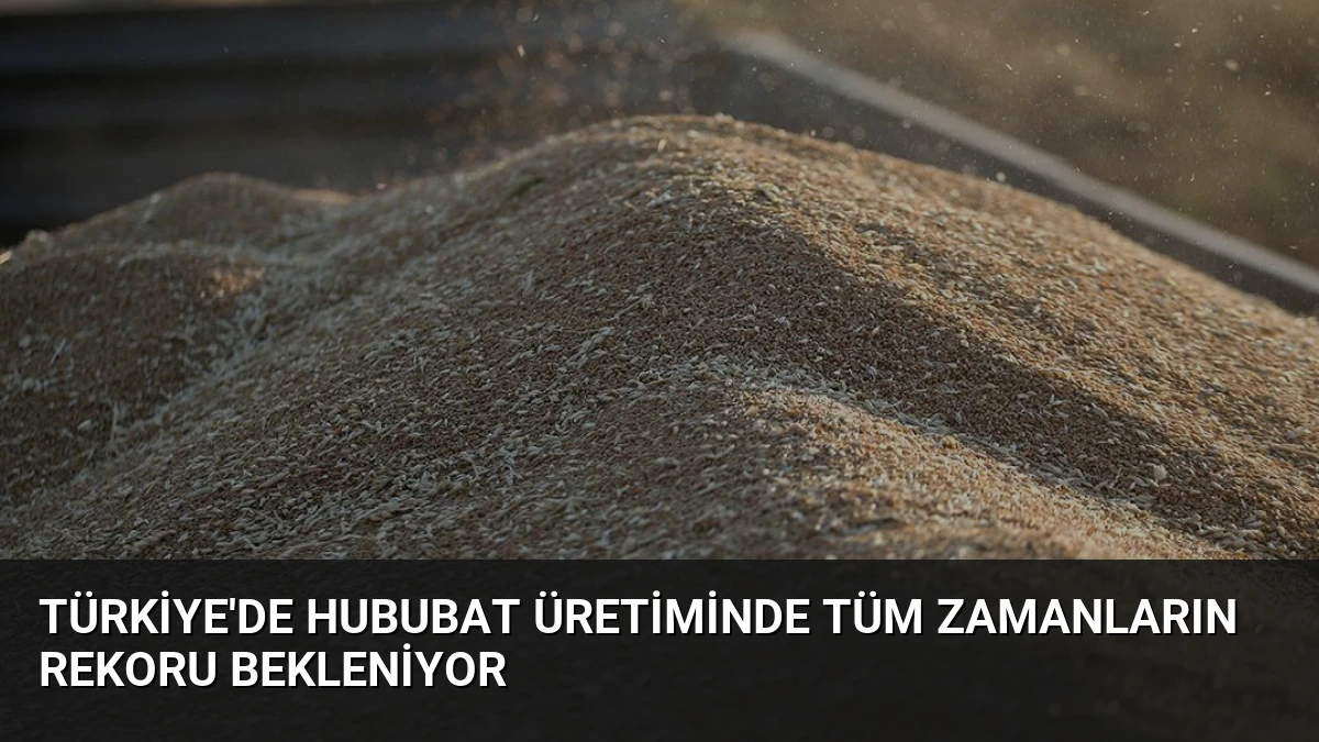 Türkiye’de Hububat Üretiminde Tüm Zamanların Rekoru Bekleniyor