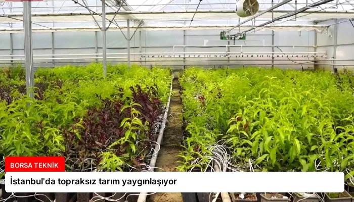 İstanbul’da topraksız tarım yaygınlaşıyor
