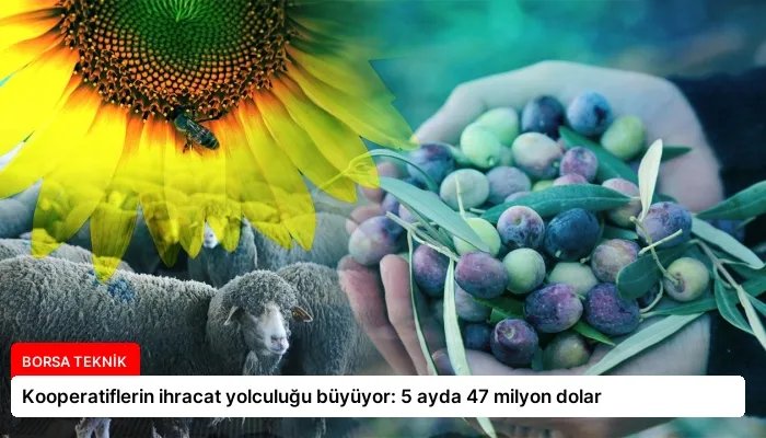 Kooperatiflerin ihracat yolculuğu büyüyor: 5 ayda 47 milyon dolar