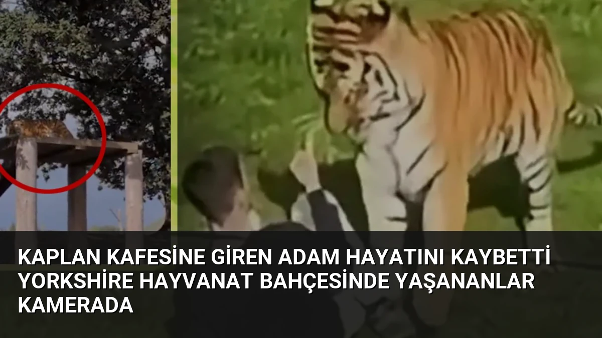 Kaplan Kafesine Giren Adam Hayatını Kaybetti Yorkshire Hayvanat Bahçesinde Yaşananlar Kamerada
